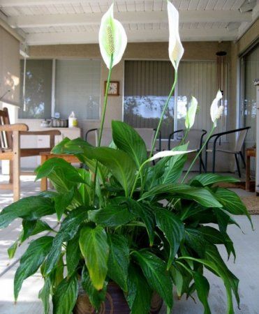 П'ять рослин, які мають бути в кожному будинку